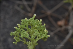 Premna tomentosa